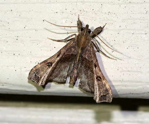 Faint-spotted Palthis Moth (Palthis asopialis) 
TL: ~15 mm. Grayish brown forewings with black patch near apex. Humpbacked profile.

Habitat: Attracted to a 395 nm LED light in a semi-rural area Faint-Spotted Palthis,Geotagged,Moth,Palthis asopialis,Spring,United States