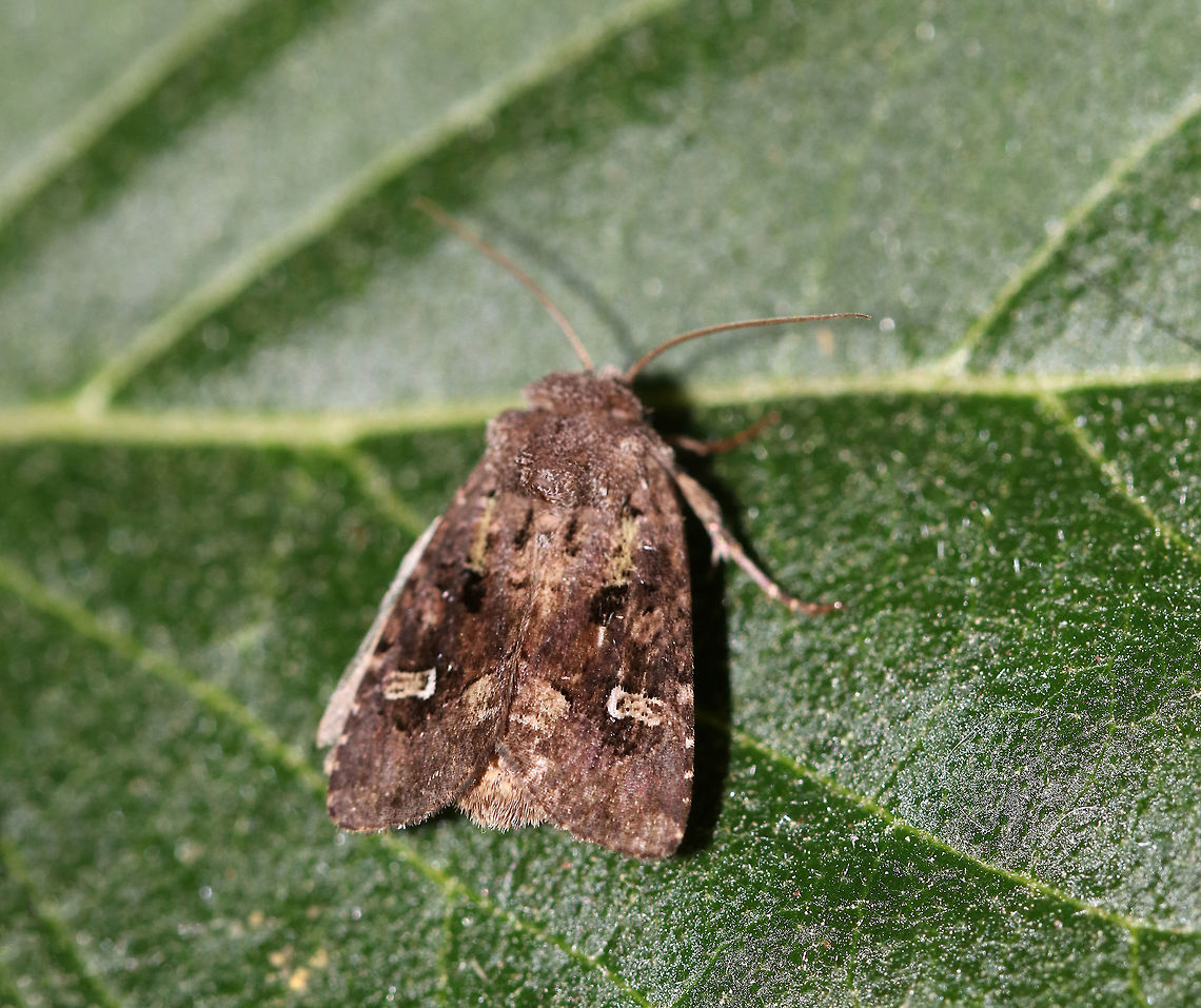 Bristly Cutworm - Lacinipolia renigera Total length: 15 mm. Purplish gray forewings that were mottled pinkish brown along the veins. It had a lime green basal dash and green center of a white-edged reniform spot. Claviform spot is solid black.<br />
<br />
Habitat: Attracted to a 395 nm LED light at night in a semi-rural area. Geotagged,Kidney-spotted minor,Lacinipolia renigera,Spring,United States