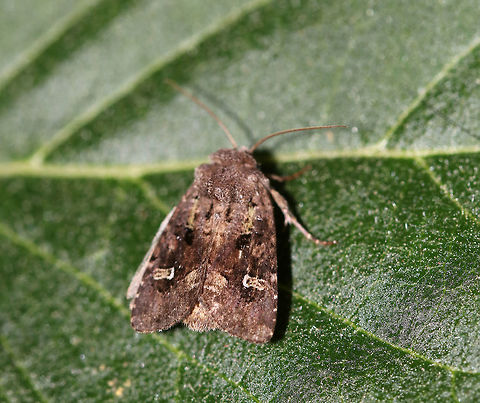 Bristly Cutworm - Lacinipolia renigera Total length: 15 mm. Purplish gray forewings that were mottled pinkish brown along the veins. It had a lime green basal dash and green center of a white-edged reniform spot. Claviform spot is solid black.

Habitat: Attracted to a 395 nm LED light at night in a semi-rural area. Geotagged,Kidney-spotted minor,Lacinipolia renigera,Spring,United States
