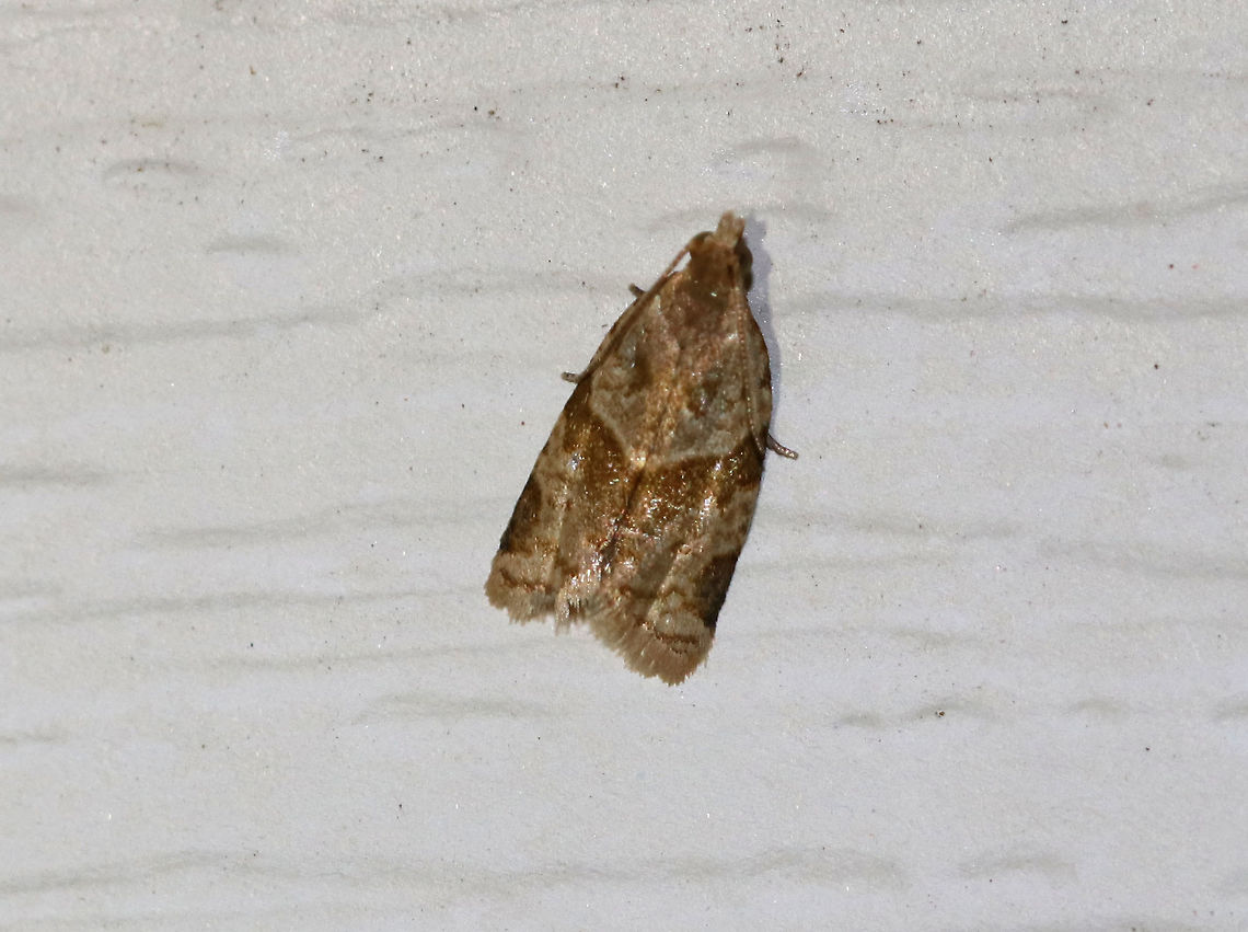 Garden Tortrix - Clepsis peritana Habitat: Attracted to a 395 nm LED light in a semi-rural area Clepsis,Clepsis peritana,Garden Tortrix,Geotagged,Spring,United States,moth