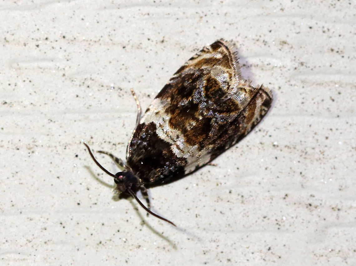 Banded Olethreutes - Olethreutes fasciatana TL: 8 mm. Dark brown FW with lighter highlights along silvery lines. AM line is broadly edged white. <br />
<br />
Habitat: Attracted to a 395 nm LED light in a semi-rural area Banded Olethreutes,Geotagged,Olethreutes fasciatana,Spring,United States,moth