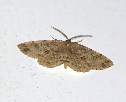 Signate Melanolophia - Melanolophia signataria WS: ~30 mm. Light brown FW with straight-ish PM line that is double at the inner margin. 

Habitat: Attracted to a 395 nm LED light in a semi-rural area Geotagged,Melanolophia,Melanolophia signataria,Spring,United States,moth