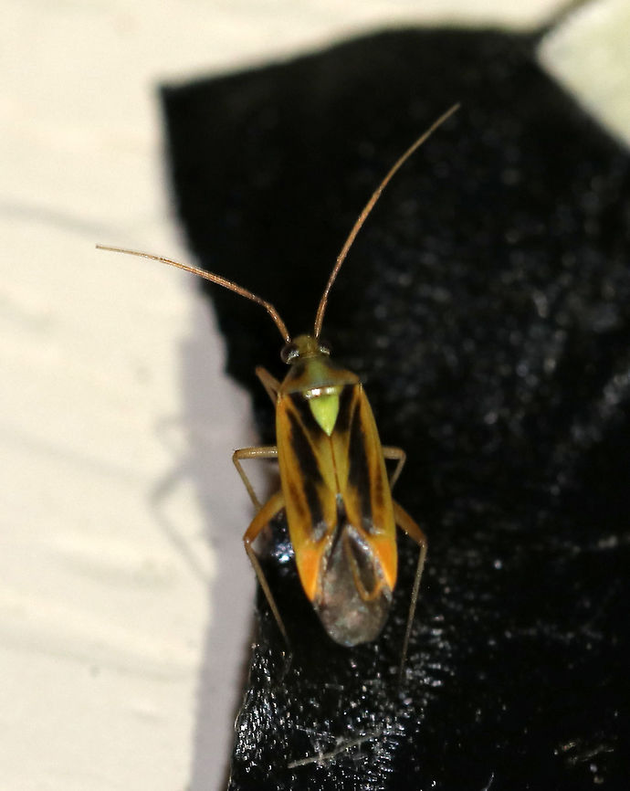 Two-spotted Grass Bug - Stenotus binotatus This poor bug got stuck to the tape that I had holding up my LED light strip. It was so humid out that I had to use 3 kinds of tape because they wouldn&#039;t stick.  Thankfully, I was able to free the bug and it lived to see another day.<br />
<br />
Habitat: Attracted to a 395 nm LED light Geotagged,Spring,Stenotus binotatus,Two-spotted Grass Bug,United States,bug