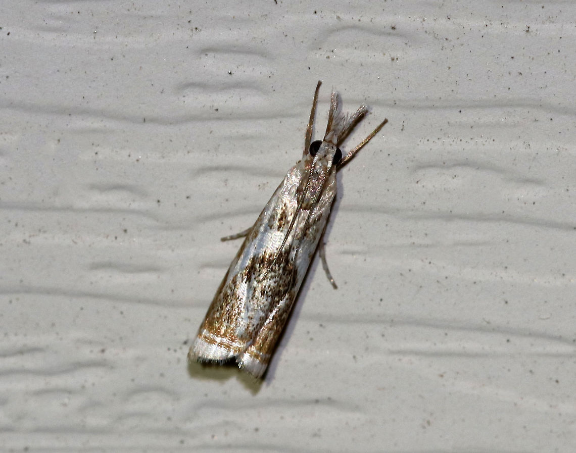 Elegant Grass-Veneer Moth - Microcrambus elegans Forewings are silvery-white with brown. When viewed from above, the moth looks like it has a frowning face - with two triangular eyes and a down-curved mouth. Terminal line with 7 dark dots.<br />
<br />
Habitat: Attracted to a 395 nm LED light in a semi-rural area Elegant grass-veneer moth,Geotagged,Microcrambus elegans,Spring,United States,moth