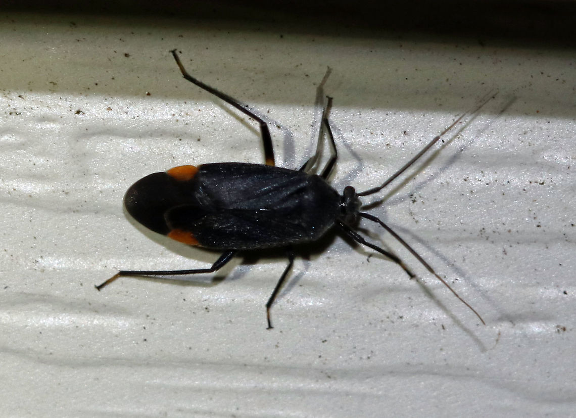 Polymerus venaticus TL: ~5 mm. Black bug with orange cuneus and bicolored femur and tibia.<br />
<br />
Habitat: Attracted to a 395 nm LED light in a semi-rural area Geotagged,Polymerus,Polymerus venaticus,Spring,United States,bug,plant bug