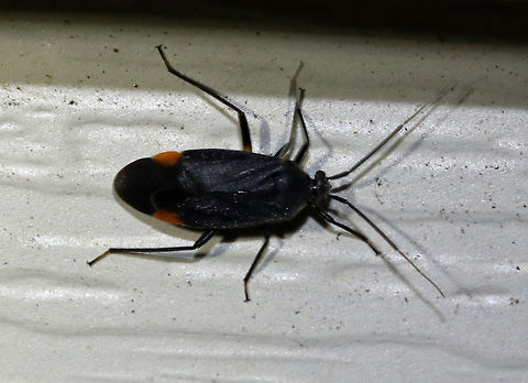 Polymerus venaticus TL: ~5 mm. Black bug with orange cuneus and bicolored femur and tibia.

Habitat: Attracted to a 395 nm LED light in a semi-rural area Geotagged,Polymerus,Polymerus venaticus,Spring,United States,bug,plant bug