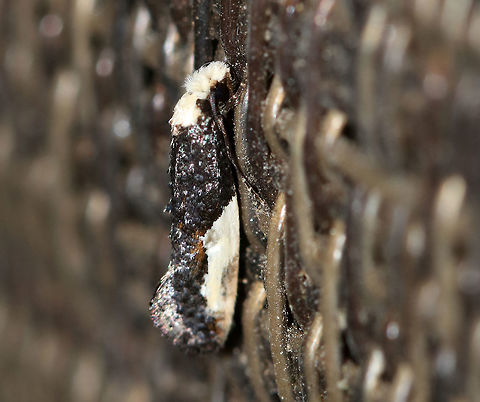 Pavlovski's Monopis Moth - Monopis pavlovskii 
Total length: 7 mm. Dark gray/black forewing with a large, white patch covering the outer median and subterminal areas. Head and thorax are white. Tufts create a lumpy appearance. This moth feeds on rotting vegetation and animal matter.

Attracted to a 395 nm LED light in a semi-rural area. Geotagged,Monopis pavlovskii,Pavlovskis monopis moth,Spring,United States