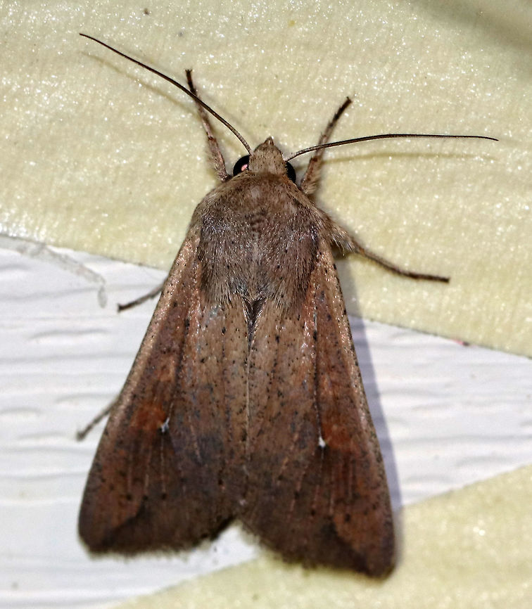 White-Speck Moth - Mythimna unipuncta TL: ~20 mm. FW was orange-brown and was peppered with darker scales; A tiny, white speck touches the inner part of the reniform spot; a thin dark line slants inward from the apex<br />
<br />
Attracted to a 395 nm LED light in a semi-rural area Geotagged,Mythimna unipuncta,Spring,United States,White-speck