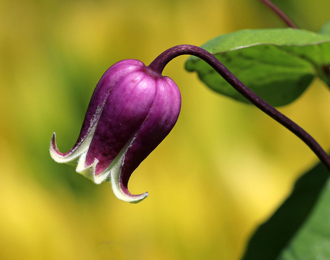 Addison's Clematis - Clematis addisonii This rare US native is only found naturally in four counties in western Virginia where it grows at the edge of dry woods. <br />
<br />
<figure class="photo"><a href="https://www.jungledragon.com/image/80817/addisons_clematis_-_clematis_addisonii.html" title="Addison&#039;s Clematis - Clematis addisonii"><img src="https://s3.amazonaws.com/media.jungledragon.com/images/3232/80817_thumb.jpg?AWSAccessKeyId=05GMT0V3GWVNE7GGM1R2&Expires=1759968010&Signature=vjAd7xQ92PopfJrO9CCwHN7O%2BGM%3D" width="110" height="152" alt="Addison&#039;s Clematis - Clematis addisonii This rare US native is only found naturally in four counties in western Virginia where it grows at the edge of dry woods. <br />
https://www.jungledragon.com/image/80811/addisons_clematis_-_clematis_addisonii.html<br />
 Addison&#039;s Leather Flower,Clematis addisonii,Geotagged,Spring,United States" /></a></figure><br />
 Addison's Leather Flower,Clematis,Clematis addisonii,Geotagged,Spring,United States
