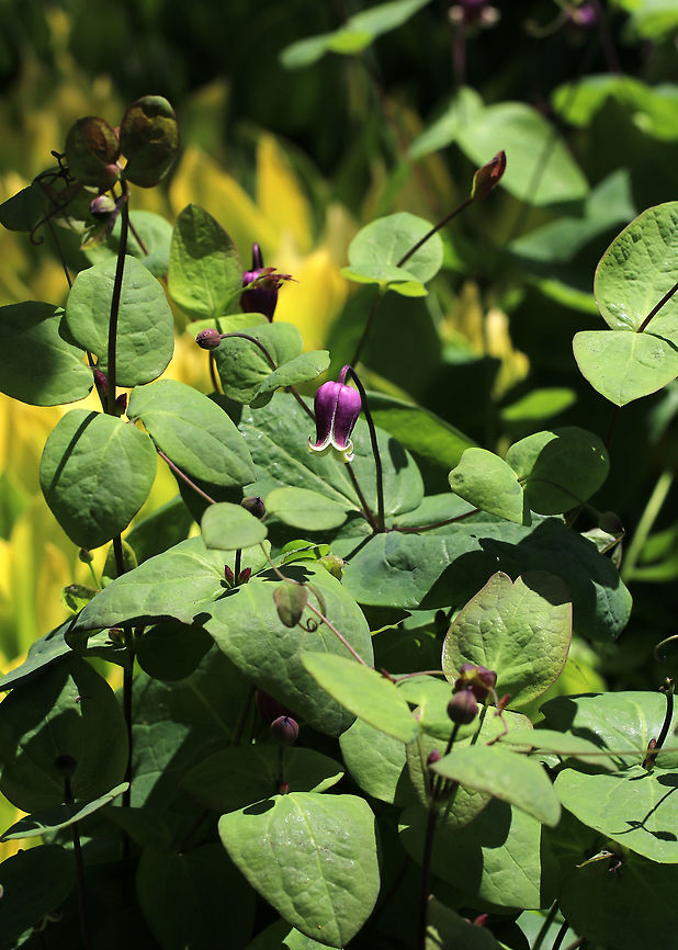 Addison's Clematis - Clematis addisonii This rare US native is only found naturally in four counties in western Virginia where it grows at the edge of dry woods. <br />
<figure class="photo"><a href="https://www.jungledragon.com/image/80811/addisons_clematis_-_clematis_addisonii.html" title="Addison&#039;s Clematis - Clematis addisonii"><img src="https://s3.amazonaws.com/media.jungledragon.com/images/3232/80811_thumb.jpg?AWSAccessKeyId=05GMT0V3GWVNE7GGM1R2&Expires=1759968010&Signature=3GOi0D9RCdk5VD4wmrcwwRF04Ec%3D" width="200" height="158" alt="Addison&#039;s Clematis - Clematis addisonii This rare US native is only found naturally in four counties in western Virginia where it grows at the edge of dry woods. <br />
<br />
https://www.jungledragon.com/image/80817/addisons_clematis_-_clematis_addisonii.html<br />
 Addison&#039;s Leather Flower,Clematis,Clematis addisonii,Geotagged,Spring,United States" /></a></figure><br />
 Addison's Leather Flower,Clematis addisonii,Geotagged,Spring,United States