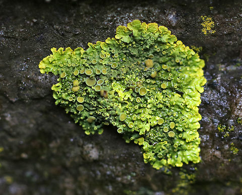 Maritime Sunburst Lichen - Xanthoria parietina Habitat: Rocks along the ocean Common orange lichen,Geotagged,Spring,United States,Xanthoria parietina,lichen