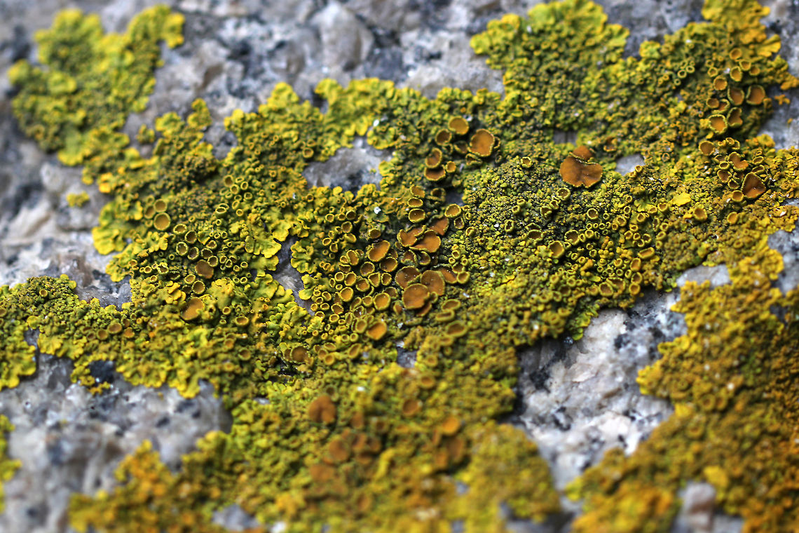 Maritime Sunburst Lichen - Xanthoria parietina <br />
Habitat: Rocks along the ocean Common orange lichen,Geotagged,Lichen,Spring,United States,Xanthoria parietina