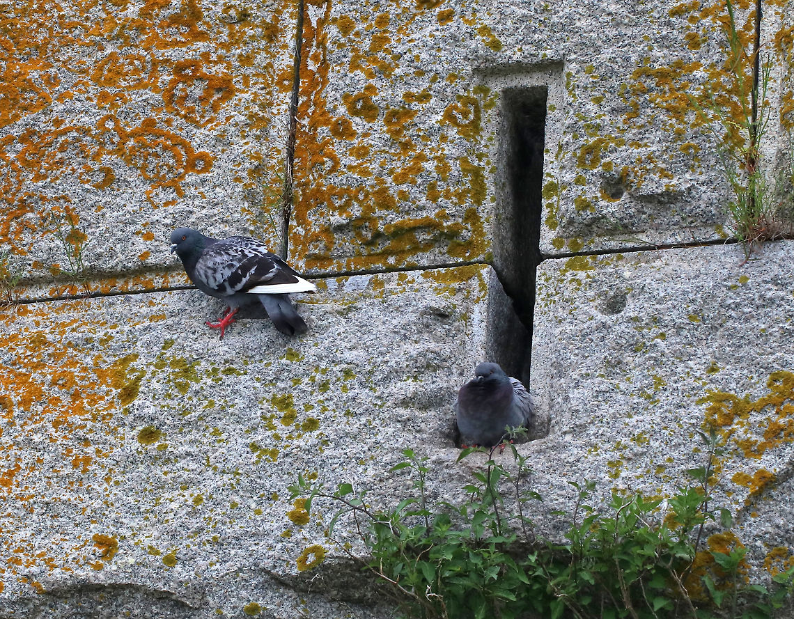 Wild Rock Doves Nesting - Columba livia There were small groups of rock doves nesting in tiny crevices and on vertical walls of an old Civil War fort. It didn't look comfy, but they seemed content.<br />
<br />
Habitat: coastal Maine<br />
<figure class="photo"><a href="https://www.jungledragon.com/image/80830/wild_rock_doves_nesting_-_columba_livia.html" title="Wild Rock Doves Nesting - Columba livia"><img src="https://s3.amazonaws.com/media.jungledragon.com/images/3232/80830_thumb.jpg?AWSAccessKeyId=05GMT0V3GWVNE7GGM1R2&Expires=1770854410&Signature=HIyyQ4Y9nADqmP5vXfLvdBuQaus%3D" width="200" height="152" alt="Wild Rock Doves Nesting - Columba livia There were small groups of rock doves nesting in tiny crevices and on vertical walls of an old Civil War fort. It didn't look comfy, but they seemed content.<br />
<br />
Habitat: coastal Maine<br />
https://www.jungledragon.com/image/80827/wild_rock_doves_nesting_-_columba_livia.html Columba livia,Geotagged,Rock dove,Spring,United States" /></a></figure> Columba livia,Geotagged,Rock dove,Spring,United States,birds,pigeons,wild pigeons