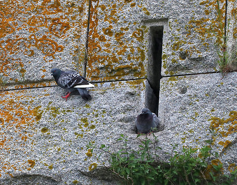 Wild Rock Doves Nesting - Columba livia There were small groups of rock doves nesting in tiny crevices and on vertical walls of an old Civil War fort. It didn't look comfy, but they seemed content.

Habitat: coastal Maine
https://www.jungledragon.com/image/80830/wild_rock_doves_nesting_-_columba_livia.html Columba livia,Geotagged,Rock dove,Spring,United States,birds,pigeons,wild pigeons