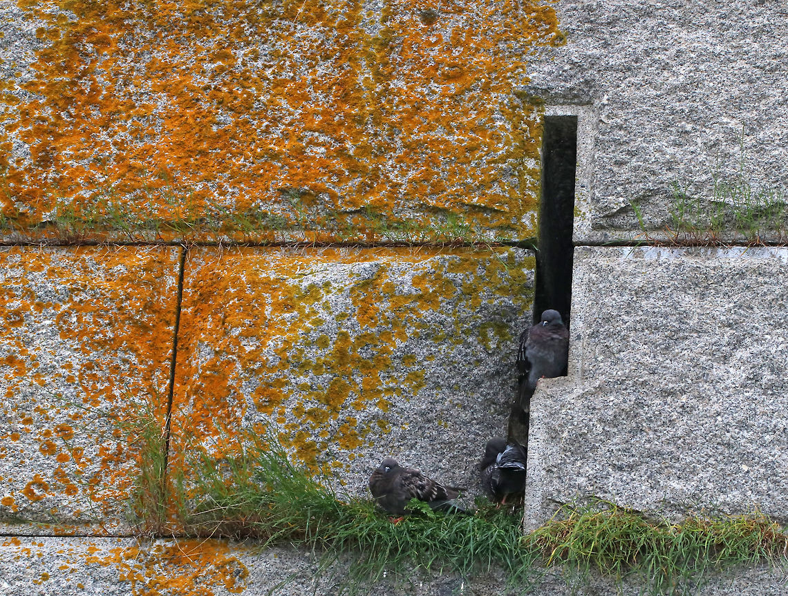 Wild Rock Doves Nesting - Columba livia There were small groups of rock doves nesting in tiny crevices and on vertical walls of an old Civil War fort. It didn&#039;t look comfy, but they seemed content.<br />
<br />
Habitat: coastal Maine<br />
<figure class="photo"><a href="https://www.jungledragon.com/image/80827/wild_rock_doves_nesting_-_columba_livia.html" title="Wild Rock Doves Nesting - Columba livia"><img src="https://s3.amazonaws.com/media.jungledragon.com/images/3232/80827_thumb.jpg?AWSAccessKeyId=05GMT0V3GWVNE7GGM1R2&Expires=1767225610&Signature=QWuyddTcT9L4rJwmyajwaRu23lc%3D" width="200" height="156" alt="Wild Rock Doves Nesting - Columba livia There were small groups of rock doves nesting in tiny crevices and on vertical walls of an old Civil War fort. It didn&#039;t look comfy, but they seemed content.<br />
<br />
Habitat: coastal Maine<br />
https://www.jungledragon.com/image/80830/wild_rock_doves_nesting_-_columba_livia.html Columba livia,Geotagged,Rock dove,Spring,United States,birds,pigeons,wild pigeons" /></a></figure> Columba livia,Geotagged,Rock dove,Spring,United States