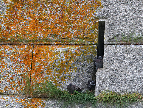 Wild Rock Doves Nesting - Columba livia There were small groups of rock doves nesting in tiny crevices and on vertical walls of an old Civil War fort. It didn't look comfy, but they seemed content.

Habitat: coastal Maine
https://www.jungledragon.com/image/80827/wild_rock_doves_nesting_-_columba_livia.html Columba livia,Geotagged,Rock dove,Spring,United States