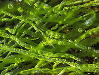 Hollow Green Weed - Ulva/Enteromorpha intestinalis This seaweed is very intestine-like and so awesome! They have oxygen bubbles inside their tubes, which are produced through photosynthesis and then are released into the water<br />
<br />
Habitat: Upper high tide pools on rock cliffs along the coast (Giant Steps)<br />
https://www.jungledragon.com/image/80841/hollow_green_weed_-_ulvaenteromorpha_intestinalis.html Geotagged,Spring,Ulva intestinalis,United States,alga,green alga,seaweed