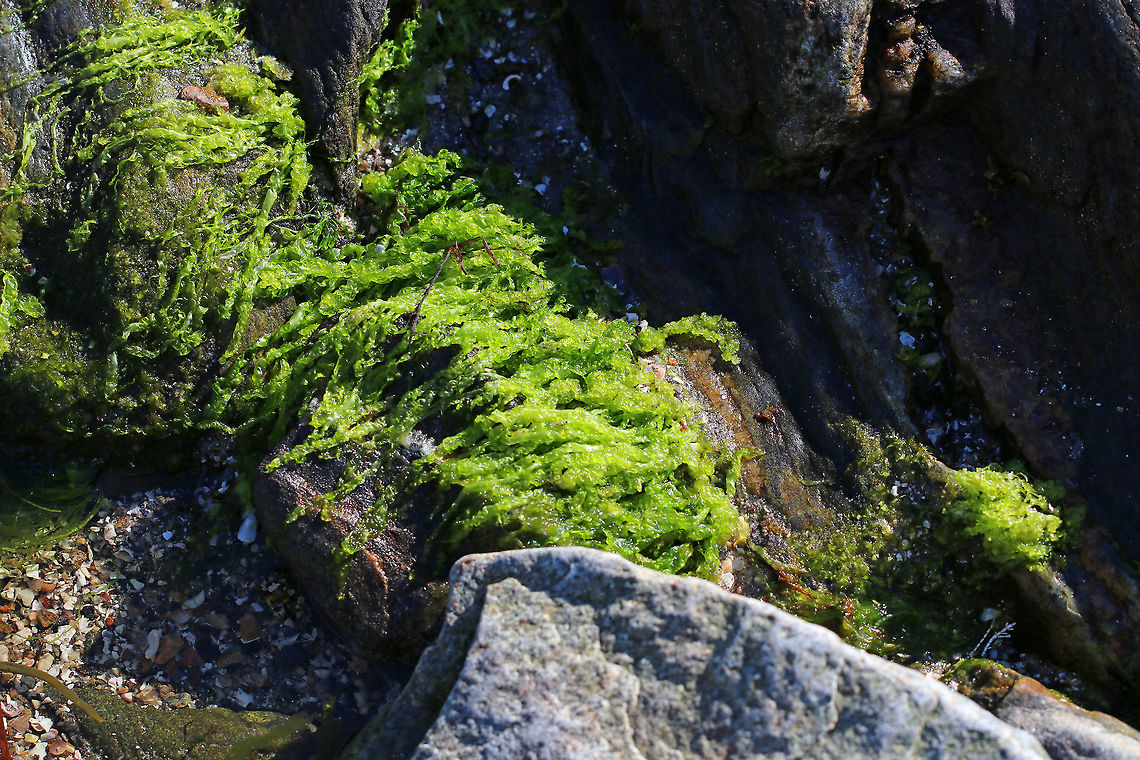 Hollow Green Weed - Ulva/Enteromorpha intestinalis This seaweed is very intestine-like and so awesome! They have oxygen bubbles inside their tubes, which are produced through photosynthesis and then are released into the water<br />
<br />
Habitat: Upper high tide pools on rock cliffs along the coast (Giant Steps)<br />
<figure class="photo"><a href="https://www.jungledragon.com/image/80834/hollow_green_weed_-_ulvaenteromorpha_intestinalis.html" title="Hollow Green Weed - Ulva/Enteromorpha intestinalis"><img src="https://s3.amazonaws.com/media.jungledragon.com/images/3232/80834_thumb.jpg?AWSAccessKeyId=05GMT0V3GWVNE7GGM1R2&Expires=1759968010&Signature=m0JKF0CYOz%2Ba5dzQLufLiLKGH3w%3D" width="200" height="154" alt="Hollow Green Weed - Ulva/Enteromorpha intestinalis This seaweed is very intestine-like and so awesome! They have oxygen bubbles inside their tubes, which are produced through photosynthesis and then are released into the water<br />
<br />
Habitat: Upper high tide pools on rock cliffs along the coast (Giant Steps)<br />
https://www.jungledragon.com/image/80841/hollow_green_weed_-_ulvaenteromorpha_intestinalis.html Geotagged,Spring,Ulva intestinalis,United States,alga,green alga,seaweed" /></a></figure> Geotagged,Spring,Ulva intestinalis,United States