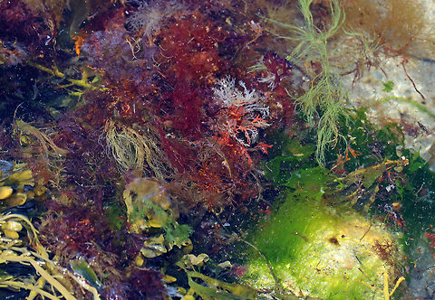 Seaweed Soup This is typical of a tide pool above the high tide line. They are a mix of salt and fresh water and have many types of algae floating around in them! 

Habitat: Giant Stairs; Read more about this location here:
https://hhltmaine.org/get-outdoors/giants-stairs-mcintosh/ Geotagged,Spring,United States,algae,rocky intertidal,seaweed,tide pools
