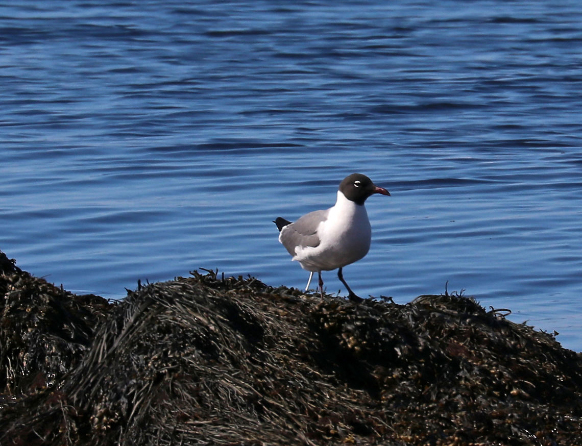 Laughing Gull - Leucophaeus atricilla *This might be Leucophaeus pipixcan or Leucophaeus atricilla. I'm looking for ID confirmation.<br />
<br />
Habitat: Resting on brown seaweed during low tide in Casco Bay, Maine<br />
<figure class="photo"><a href="https://www.jungledragon.com/image/80850/laughing_gull_-_leucophaeus_atricilla.html" title="Laughing Gull - Leucophaeus atricilla"><img src="https://s3.amazonaws.com/media.jungledragon.com/images/3232/80850_thumb.jpg?AWSAccessKeyId=05GMT0V3GWVNE7GGM1R2&Expires=1769040010&Signature=mkHQHr8Kd0ZYTLpcI%2FxYv62damQ%3D" width="200" height="144" alt="Laughing Gull - Leucophaeus atricilla *This might be Leucophaeus pipixcan or Leucophaeus atricilla. I'm looking for ID confirmation.<br />
<br />
Habitat: Resting on brown seaweed during low tide in Casco Bay, Maine<br />
https://www.jungledragon.com/image/80849/laughing_gull_-_leucophaeus_atricilla.html Geotagged,Laughing gull,Leucophaeus atricilla,Spring,United States,gull" /></a></figure> Geotagged,Laughing gull,Leucophaeus atricilla,Spring,United States,gull