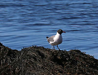 Laughing Gull - Leucophaeus atricilla *This might be Leucophaeus pipixcan or Leucophaeus atricilla. I'm looking for ID confirmation.<br />
<br />
Habitat: Resting on brown seaweed during low tide in Casco Bay, Maine<br />
https://www.jungledragon.com/image/80850/laughing_gull_-_leucophaeus_atricilla.html Geotagged,Laughing gull,Leucophaeus atricilla,Spring,United States,gull