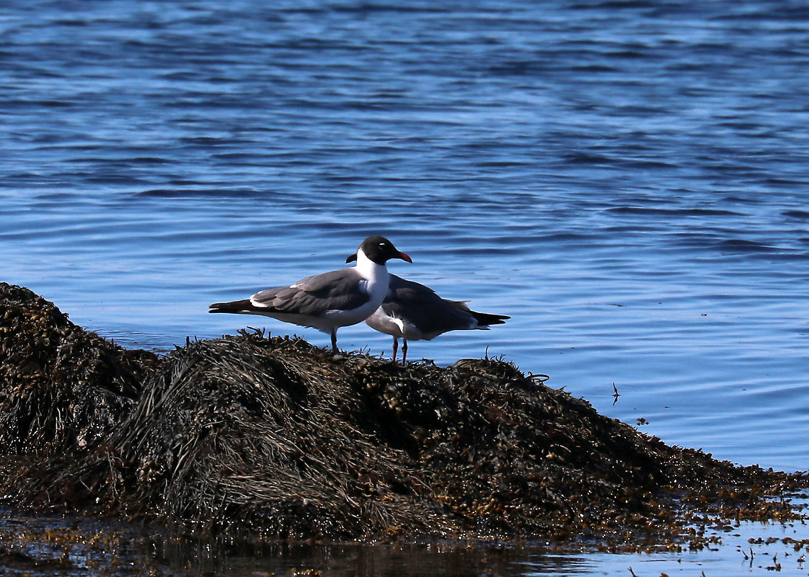 Laughing Gull - Leucophaeus atricilla *This might be Leucophaeus pipixcan or Leucophaeus atricilla. I'm looking for ID confirmation.<br />
<br />
Habitat: Resting on brown seaweed during low tide in Casco Bay, Maine<br />
<figure class="photo"><a href="https://www.jungledragon.com/image/80849/laughing_gull_-_leucophaeus_atricilla.html" title="Laughing Gull - Leucophaeus atricilla"><img src="https://s3.amazonaws.com/media.jungledragon.com/images/3232/80849_thumb.jpg?AWSAccessKeyId=05GMT0V3GWVNE7GGM1R2&Expires=1769040010&Signature=pDa4Z1b9QGkG2llef2%2FINwMwPtg%3D" width="200" height="154" alt="Laughing Gull - Leucophaeus atricilla *This might be Leucophaeus pipixcan or Leucophaeus atricilla. I'm looking for ID confirmation.<br />
<br />
Habitat: Resting on brown seaweed during low tide in Casco Bay, Maine<br />
https://www.jungledragon.com/image/80850/laughing_gull_-_leucophaeus_atricilla.html Geotagged,Laughing gull,Leucophaeus atricilla,Spring,United States,gull" /></a></figure> Geotagged,Laughing gull,Leucophaeus atricilla,Spring,United States,gull