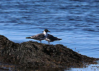 Laughing Gull - Leucophaeus atricilla *This might be Leucophaeus pipixcan or Leucophaeus atricilla. I'm looking for ID confirmation.<br />
<br />
Habitat: Resting on brown seaweed during low tide in Casco Bay, Maine<br />
https://www.jungledragon.com/image/80849/laughing_gull_-_leucophaeus_atricilla.html Geotagged,Laughing gull,Leucophaeus atricilla,Spring,United States,gull