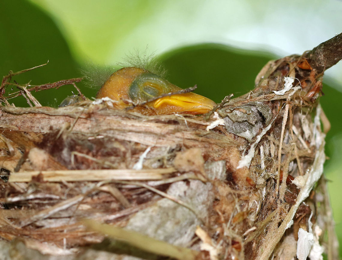 Vireo Chick - Vireo sp. I first found this nest a few weeks ago before the eggs had hatched. I went back to check on the eggs this morning and found baby chicks! I don't know how many there are, but this one was sleeping near the edge and easy to photograph. I heard more in the nest, but couldn't see them from this angle. Check out those cute tufts of fluff on its head <3<br />
<br />
Habitat: Deciduous forest<br />
<br />
Original spotting:<br />
<figure class="photo"><a href="https://www.jungledragon.com/image/79983/vireo_nest.html" title="Vireo Nest"><img src="https://s3.amazonaws.com/media.jungledragon.com/images/3232/79983_thumb.jpg?AWSAccessKeyId=05GMT0V3GWVNE7GGM1R2&Expires=1759968010&Signature=r7p3JN9EDPrPgZRuoYAzG%2FovCxs%3D" width="200" height="162" alt="Vireo Nest This awesome nest was suspended from a branch that was about 4-5 feet above the ground. It was around 8 cm wide and was made of grass, paper wasp nest, silk, leaves, and I'm not sure what else. There were 4 white eggs that had black speckles in the nest. <br />
<br />
Habitat: Deciduous forest<br />
https://www.jungledragon.com/image/79982/vireo_sp._eggs.html<br />
https://www.jungledragon.com/image/79981/nesting_vireo.html<br />
<br />
Update 6/22/19: The chicks have hatched:<br />
https://www.jungledragon.com/image/80859/vireo_chick_-_vireo_sp.html Geotagged,Spring,United States,bird,nest,vireo" /></a></figure> Geotagged,Summer,United States,Vireo,baby bird,chick,nest