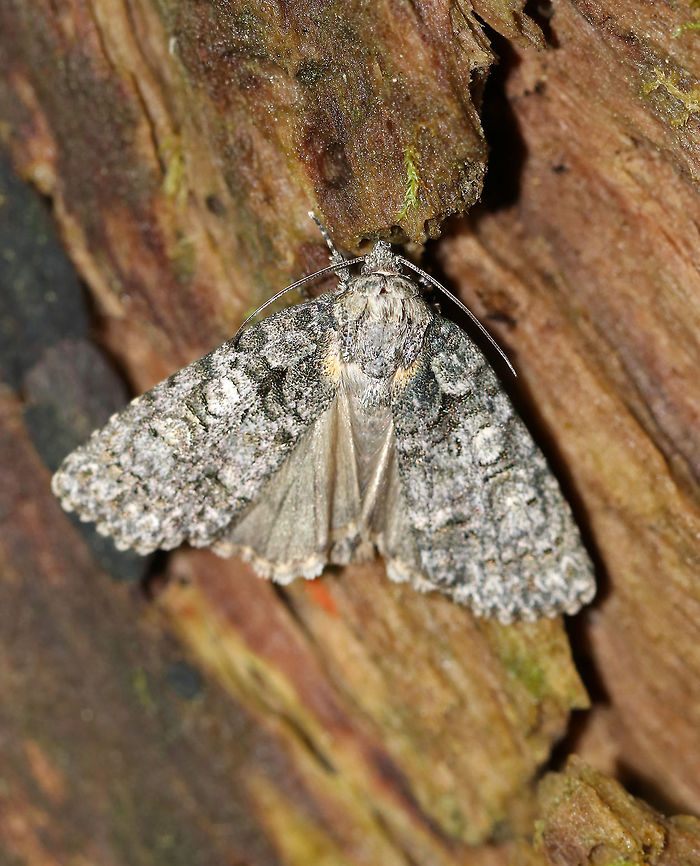 Small Oak Dagger - Acronicta increta TL: ~15 mm. Light gray with tan accents. Hosts: Mostly oak and chestnut<br />
<br />
Habitat: On a rotting stump in a deciduous forest<br />
<figure class="photo"><a href="https://www.jungledragon.com/image/80862/small_oak_dagger_-_acronicta_increta.html" title="Small Oak Dagger - Acronicta increta"><img src="https://s3.amazonaws.com/media.jungledragon.com/images/3232/80862_thumb.jpg?AWSAccessKeyId=05GMT0V3GWVNE7GGM1R2&Expires=1769040010&Signature=sqT0dI2uDFmwy3rCQ7bm%2BXldZT8%3D" width="200" height="156" alt="Small Oak Dagger - Acronicta increta TL: ~15 mm. Light gray with tan accents. Hosts: Mostly oak and chestnut<br />
<br />
Habitat: On a rotting stump in a deciduous forest<br />
https://www.jungledragon.com/image/80860/small_oak_dagger_-_acronicta_increta.html Acronicta increta,Geotagged,Raspberry bud dagger moth,Summer,United States,moth" /></a></figure> Acronicta increta,Geotagged,Raspberry bud dagger moth,Small Oak Dagger,Summer,United States