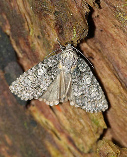 Small Oak Dagger - Acronicta increta TL: ~15 mm. Light gray with tan accents. Hosts: Mostly oak and chestnut

Habitat: On a rotting stump in a deciduous forest
https://www.jungledragon.com/image/80862/small_oak_dagger_-_acronicta_increta.html Acronicta increta,Geotagged,Raspberry bud dagger moth,Small Oak Dagger,Summer,United States