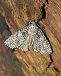 Small Oak Dagger - Acronicta increta TL: ~15 mm. Light gray with tan accents. Hosts: Mostly oak and chestnut<br />
<br />
Habitat: On a rotting stump in a deciduous forest<br />
https://www.jungledragon.com/image/80862/small_oak_dagger_-_acronicta_increta.html Acronicta increta,Geotagged,Raspberry bud dagger moth,Small Oak Dagger,Summer,United States