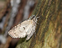 Small Oak Dagger - Acronicta increta TL: ~15 mm. Light gray with tan accents. Hosts: Mostly oak and chestnut<br />
<br />
Habitat: On a rotting stump in a deciduous forest<br />
https://www.jungledragon.com/image/80860/small_oak_dagger_-_acronicta_increta.html Acronicta increta,Geotagged,Raspberry bud dagger moth,Summer,United States,moth