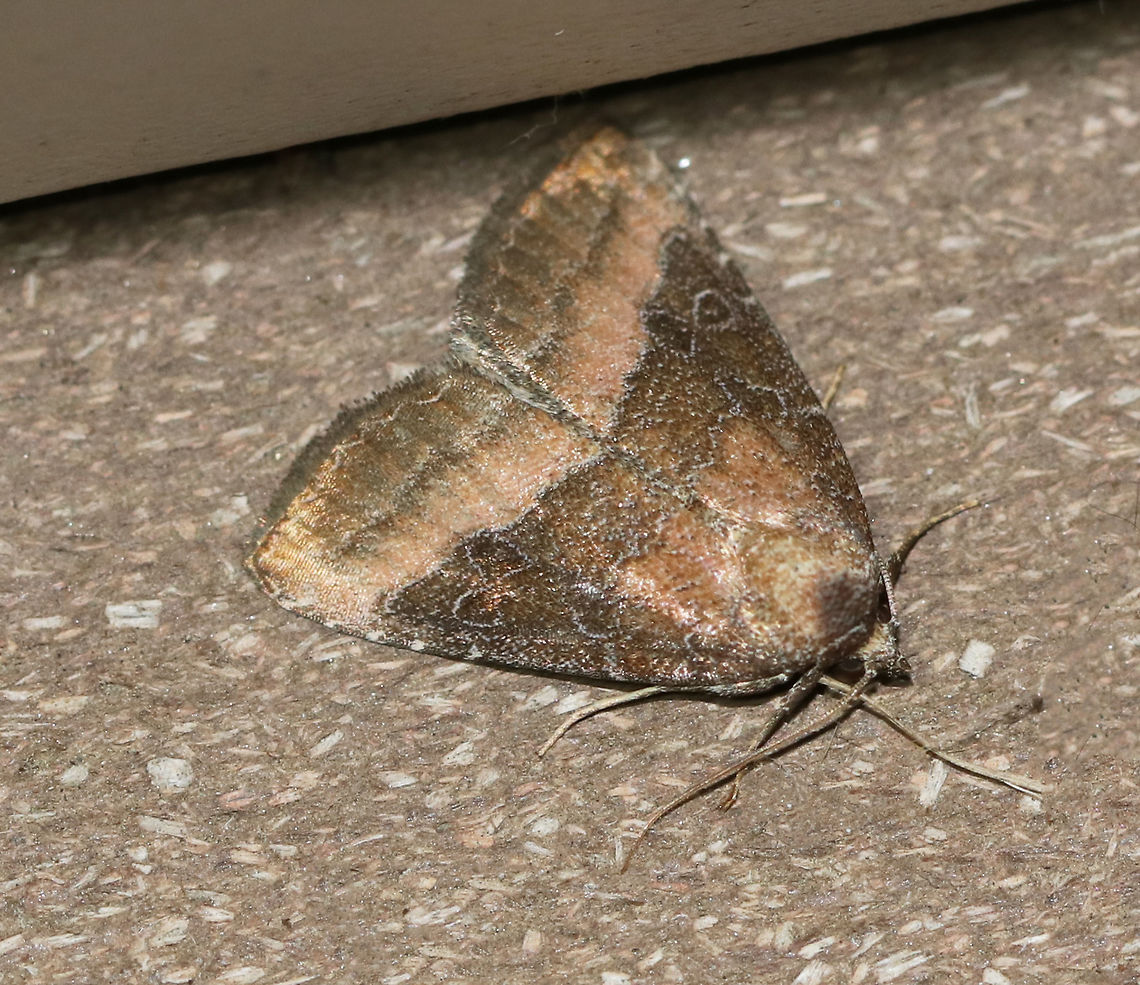 Common Pinkband - Ogdoconta cinereola TL: ~12 mm. Hoary, brown FW with pink-shaded basal and ST areas. Hosts: Artichoke, bean, sunflower, and more.<br />
<br />
Habitat: Attracted to a black light in a semi-rural area Geotagged,Ogdoconta cinereola,Summer,United States,common pinkband,moth