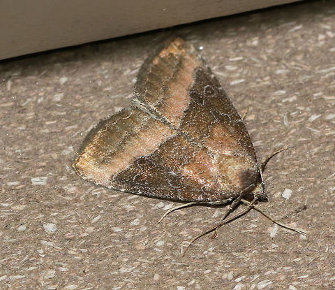 Common Pinkband - Ogdoconta cinereola TL: ~12 mm. Hoary, brown FW with pink-shaded basal and ST areas. Hosts: Artichoke, bean, sunflower, and more.

Habitat: Attracted to a black light in a semi-rural area Geotagged,Ogdoconta cinereola,Summer,United States,common pinkband,moth
