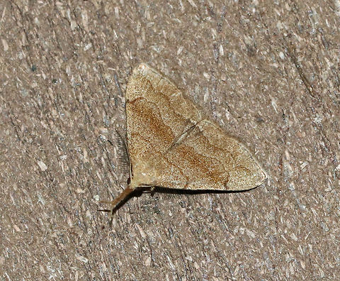 Pale Phalaenostola - Phalaenostola metonalis TL: ~12 mm. Sandy brown FW with brown median band.Wavy ST lines merges with apical dash. Reniform spot is a small, crescent. Very long, divergent labial palps. Host: Dead leaves, dandelion, and lettuce.

Habitat: Attracted to a black light in a semi-rural area Geotagged,Moth,Phalaenostola metonalis,Summer,Tufted snout,United States