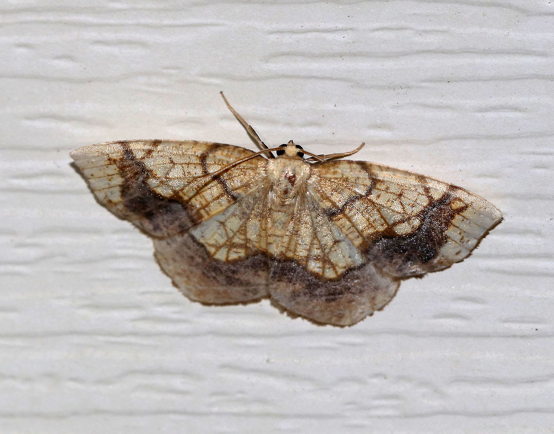 Horned Spanworm Moth - Nematocampa resistaria WS: ~3 cm. Yellowish-tan with brown markings.<br />
<br />
Habitat: Attracted to a light in a semi-rural area Geotagged,Horned spanworm moth,Nematocampa,Nematocampa resistaria,Summer,United States,moth