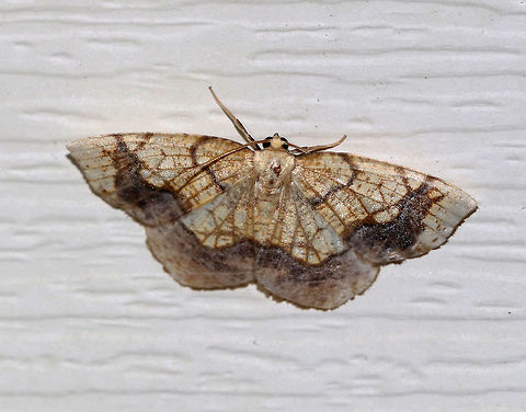 Horned Spanworm Moth - Nematocampa resistaria WS: ~3 cm. Yellowish-tan with brown markings.

Habitat: Attracted to a light in a semi-rural area Geotagged,Horned spanworm moth,Nematocampa,Nematocampa resistaria,Summer,United States,moth