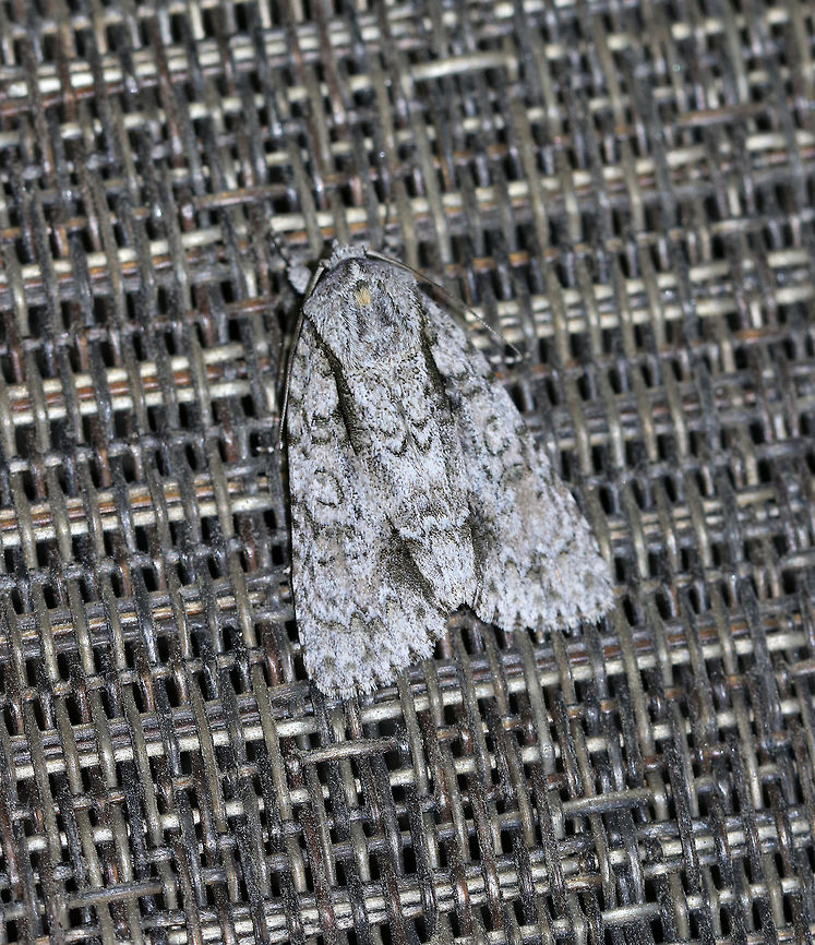 Clear Dagger Moth - Acronicta clarescens TL: ~25 mm. Gray FW with orbicular spot partly outlined in black. Tan shading along some of the lines and dashes. Thorax has a small, tan patch. <br />
<br />
Habitat: Attracted to a light in a semi-rural area. Acronicta clarescens,Geotagged,Summer,United States,acronicta,moth