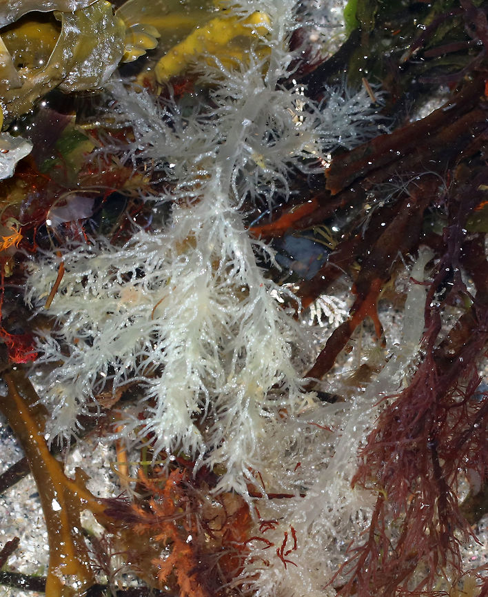 Unknown Creature in Tide Pool The white, filamentous stuff is likely some kind of creature, maybe the tentacles of a sea cucumber...ID in progress.<br />
*Maybe Cucumaria sp.*<br />
<br />
Habitat: Tide pool above the high tide line Geotagged,Spring,United States,sea cucumber
