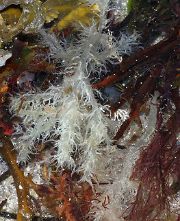Unknown Creature in Tide Pool The white, filamentous stuff is likely some kind of creature, maybe the tentacles of a sea cucumber...ID in progress.
*Maybe Cucumaria sp.*

Habitat: Tide pool above the high tide line Geotagged,Spring,United States,sea cucumber