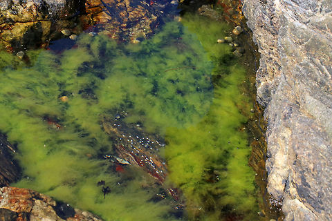 Green, Filamentous Seaweed - Ulothrix sp. (Or, Rhizoclonium sp.?) This seaweed was unbranched, and the filaments were about as thick as a cotton fiber. 

Habitat: Floating in tide pools above the high tide line. Geotagged,Spring,United States,filamentous seaweed,green algae,green seaweed,ulothrix
