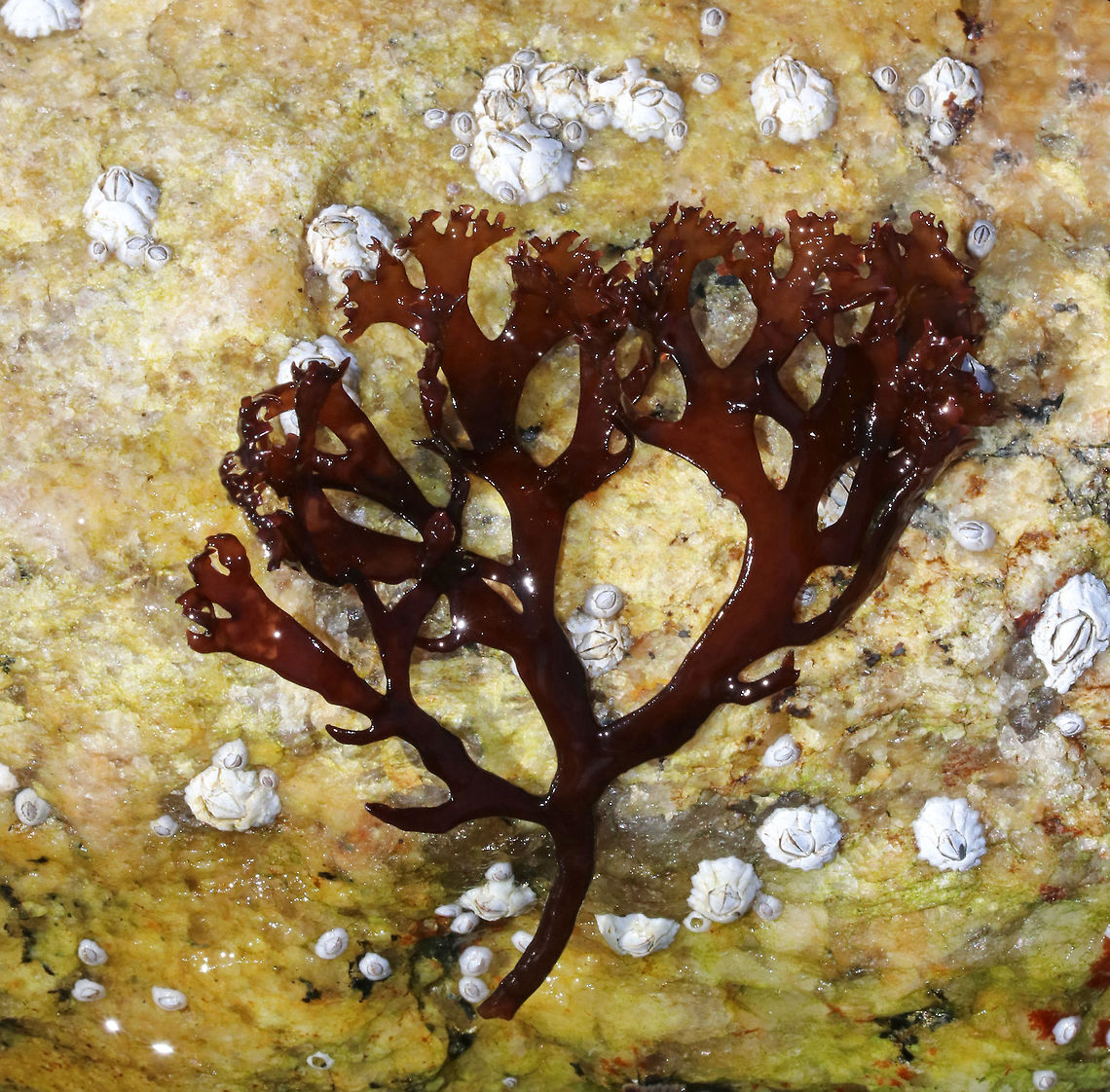 Irish Moss - Chondrus crispus Blades are flat and ribless with profuse forking. It&#039;s very variable in form and even in color. This one was reddish brown.<br />
<br />
Habitat: Lower intertidal Chondrus crispus,Geotagged,Irish moss,Spring,United States,algae,red algae,red seaweed,seaweed