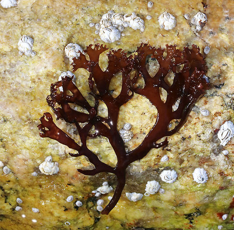 Irish Moss - Chondrus crispus Blades are flat and ribless with profuse forking. It's very variable in form and even in color. This one was reddish brown.

Habitat: Lower intertidal Chondrus crispus,Geotagged,Irish moss,Spring,United States,algae,red algae,red seaweed,seaweed