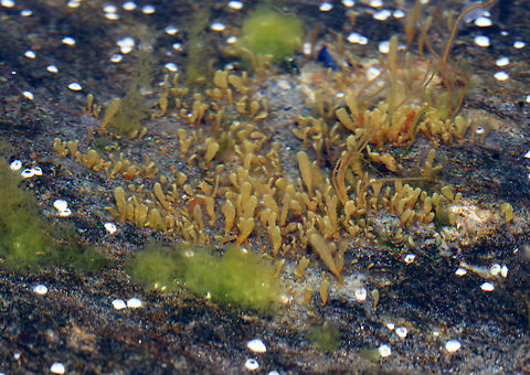 Unknown Brown Seaweed I think this might be some kind of rockweed (Fucus sp.).

Habitat: Growing attached to rocks in the intertidal zone Geotagged,Spring,United States,seaweed