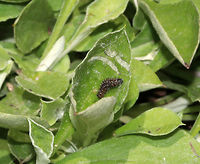 Painted Lady Caterpillar - Vanessa cardui The caterpillars hide in small silk nests that they construct on their host plants.<br />
<br />
Habitat: Spotted on Pussytoes ( Antennaria sp.)<br />
https://www.jungledragon.com/image/80872/painted_lady_caterpillar_-_vanessa_cardui.html<br />
https://www.jungledragon.com/image/80873/painted_lady_caterpillar_-_vanessa_cardui.html Geotagged,Spring,United States,Vanessa cardui,Vanessa carduui,caterpillar,larva,painted lady