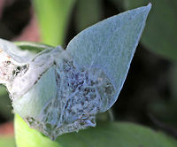 Painted Lady Caterpillar - Vanessa cardui *Sorry for the poor quality. This is what a completed nest looks like, so I wanted to share it.<br />
<br />
The caterpillars hide in small silk nests that they construct on their host plants.<br />
<br />
Habitat: Spotted on Pussytoes ( Antennaria sp.)<br />
https://www.jungledragon.com/image/80871/painted_lady_caterpillar_-_vanessa_cardui.html<br />
https://www.jungledragon.com/image/80873/painted_lady_caterpillar_-_vanessa_cardui.html Geotagged,Spring,United States,Vanessa cardui,Vanessa carduui