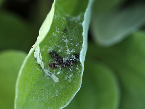 Painted Lady Caterpillar - Vanessa cardui The caterpillars hide in small silk nests that they construct on their host plants.

Habitat: Spotted on Pussytoes ( Antennaria sp.)
https://www.jungledragon.com/image/80871/painted_lady_caterpillar_-_vanessa_cardui.html
https://www.jungledragon.com/image/80872/painted_lady_caterpillar_-_vanessa_cardui.html Geotagged,Spring,United States,Vanessa cardui,Vanessa carduui