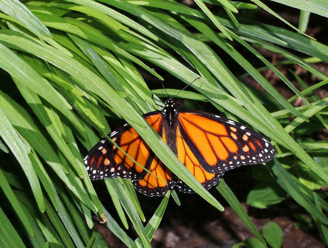 Monarch Butterfly - Danaus plexippus Habitat: Resting in a grassy plant on a hot afternoon Danaus plexippus,Geotagged,Monarch butterfly,Spring,United States,butterfly,danaus,monarch