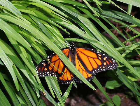 Monarch Butterfly - Danaus plexippus Habitat: Resting in a grassy plant on a hot afternoon Danaus plexippus,Geotagged,Monarch butterfly,Spring,United States,butterfly,danaus,monarch
