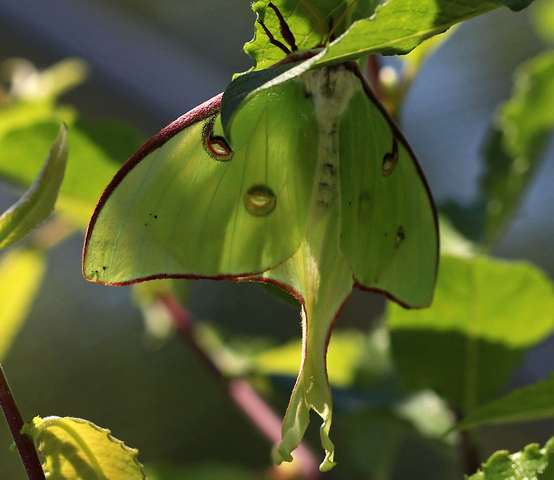Luna Moth - Actias luna This is only the second luna moth that I've ever seen! <br />
<br />
Habitat: Resting in the shade near a forest edge Actias luna,Geotagged,Luna Moth,Spring,United States,actias,moth